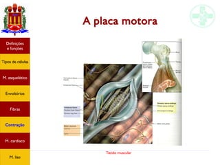 Tecido muscular
A placa motora
Tipos de células
Definições
e funções
Fibras
M. esquelético
Envoltórios
Contração
M. cardíaco
M. liso
 