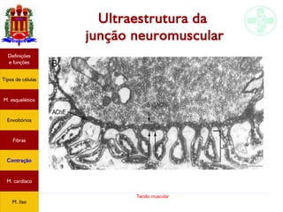 Tecido muscular
Ultraestrutura da
junção neuromuscular
Tipos de células
Definições
e funções
Fibras
M. esquelético
Envoltórios
Contração
M. cardíaco
M. liso
 
