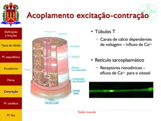 Tecido muscular
Acoplamento excitação-contração
●
Túbulos T
– Canais de cálcio dependentes
de voltagem – influxo de Ca2+
●
Retículo sarcoplasmático
– Receptores rianodínicos –
efluxo de Ca2+ para o citosol
Tipos de células
Definições
e funções
Fibras
M. esquelético
Envoltórios
Contração
M. cardíaco
M. liso
 
