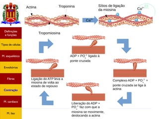 Tecido muscular
TroponinaActina
Tropomiosina
Ca2+
Ca2+
Sítios de ligação
da miosina
ADP + PO
4
2-
ligado à
ponte cruzada
Complexo ADP + PO
4
2-
+
ponte cruzada se liga à
actina
Liberação do ADP +
PO
4
2-
faz com que a
miosina se movimente,
deslocando a actina
Ligação do ATP leva a
miosina de volta ao
estado de repouso
Tipos de células
Definições
e funções
Fibras
M. esquelético
Envoltórios
Contração
M. cardíaco
M. liso
 