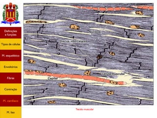 Tecido muscular
Tipos de células
Definições
e funções
Fibras
M. esquelético
Envoltórios
Contração
M. cardíaco
M. liso
 