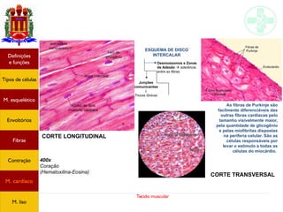 Tecido muscular
400x
Coração
(Hematoxilina-Eosina)
As fibras de Purkinje são
facilmente diferenciáveis das
outras fibras cardíacas pelo
tamanho visivelmente maior,
pela quantidade de glicogênio
e pelas miofibrilas dispostas
na periferia celular. São as
células responsáveis por
levar o estímulo a todas as
células do miocárdio.
Junções
comunicantes

Trocas iônicas
Desmossomos e Zonas
de Adesão  aderência
entre as fibras
ESQUEMA DE DISCO
INTERCALAR
CORTE LONGITUDINAL
CORTE TRANSVERSAL
Tipos de células
Definições
e funções
Fibras
M. esquelético
Envoltórios
Contração
M. cardíaco
M. liso
 