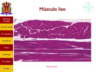 Tecido muscular
Músculo liso
Tipos de células
Definições
e funções
Fibras
M. esquelético
Envoltórios
Contração
M. cardíaco
M. liso
 