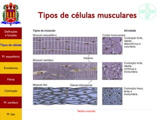 Tecido muscular
Tipos de células musculares
Tipos de células
Definições
e funções
Fibras
M. esquelético
Envoltórios
Contração
M. cardíaco
M. liso
 