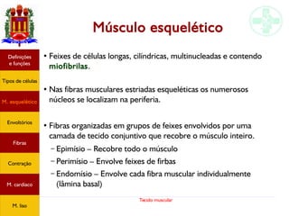 Tecido muscular
Músculo esquelético
●
Feixes de células longas, cilíndricas, multinucleadas e contendo
miofibrilas.
●
Nas fibras musculares estriadas esqueléticas os numerosos
núcleos se localizam na periferia.
●
Fibras organizadas em grupos de feixes envolvidos por uma
camada de tecido conjuntivo que recobre o músculo inteiro.
– Epimísio – Recobre todo o músculo
– Perimísio – Envolve feixes de firbas
– Endomísio – Envolve cada fibra muscular individualmente
(lâmina basal)
Tipos de células
Definições
e funções
Fibras
M. esquelético
Envoltórios
Contração
M. cardíaco
M. liso
 