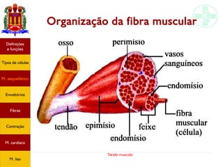 Tecido muscular
Organização da fibra muscular
Tipos de células
Definições
e funções
Fibras
M. esquelético
Envoltórios
Contração
M. cardíaco
M. liso
 