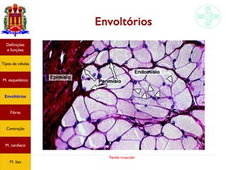 Tecido muscular
Envoltórios
Tipos de células
Definições
e funções
Fibras
M. esquelético
Envoltórios
Contração
M. cardíaco
M. liso
 