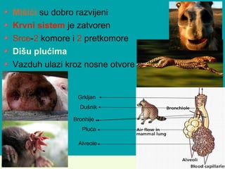 Mišići su dobro razvijeni
Krvni sistem je zatvoren
Srce-2 komore i 2 pretkomore
Dišu plućima
Vazduh ulazi kroz nosne otvore
Grkljan
Dušnik
Bronhije
Pluća
Alveole
 