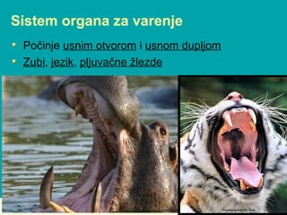 Sistem organa za varenje
Počinje usnim otvorom i usnom dupljom
Zubi, jezik, pljuvačne žlezde
 