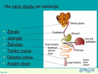 -Na usnu duplju se nastavlja
Ždrelo
Jednjak
Želudac
Tanko crevo
Debelo crevo
Analni otvor
 