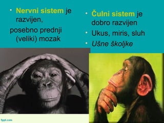 Nervni sistem je
razvijen,
posebno prednji
(veliki) mozak
Čulni sistem je
dobro razvijen
Ukus, miris, sluh
Ušne školjke
 