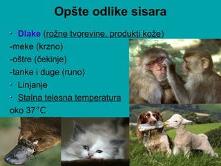 Opšte odlike sisara
Dlake (rožne tvorevine, produkti kože)
-meke (krzno)
-oštre (čekinje)
-tanke i duge (runo)
Linjanje
Stalna telesna temperatura
oko 37°C
 