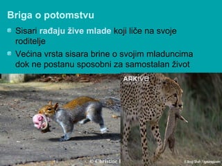 Briga o potomstvu
Sisari rađaju žive mlade koji liče na svoje
roditelje
Većina vrsta sisara brine o svojim mladuncima
dok ne postanu sposobni za samostalan život
 