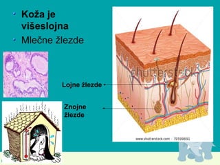 Koža je
višeslojna
Mlečne žlezde
Znojne
žlezde
Lojne žlezde
 
