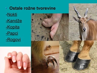 Ostale rožne tvorevine
-Nokti
-Kandže
-Kopita
-Papci
-Rogovi
 