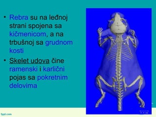 • Rebra su na leđnoj
strani spojena sa
kičmenicom, a na
trbušnoj sa grudnom
kosti
• Skelet udova čine
ramenski i karlični
pojas sa pokretnim
delovima
 