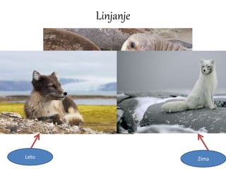 Linjanje
Leto Zima
 