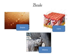 Žlezde
Znojne
Lojne
Mlečne
 