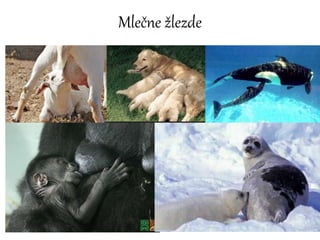 Mlečne žlezde
 