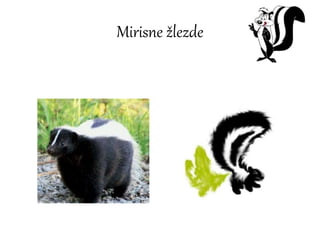 Mirisne žlezde
 