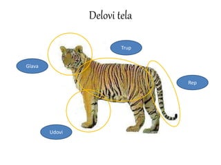 Delovi tela
Glava
Trup
Rep
Udovi
 