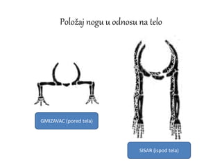Položaj nogu u odnosu na telo
GMIZAVAC (pored tela)
SISAR (ispod tela)
 