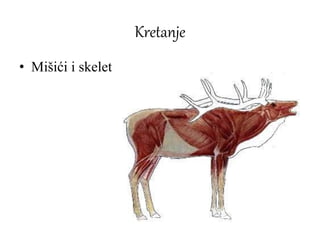 Kretanje
• Mišići i skelet
 