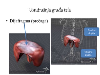 Unutrašnja građa tela
• Dijafragma (prečaga)
Grudna
duplja
Trbušna
duplja
 