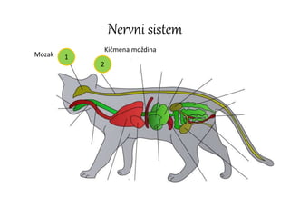 Nervni sistem
1
2
Mozak
Kičmena moždina
 