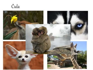 Čula
 