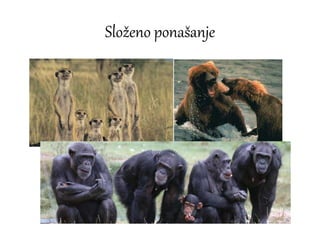 Složeno ponašanje
 