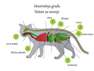 Unutrašnja građa
Sistem za varenje
1
2
4
3
5
6
7
Jetra
Ždrelo, jednjak
Želudac
Crevo
Analni otvor
Usna duplja
Gušterača
 