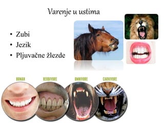 Varenje u ustima
• Zubi
• Jezik
• Pljuvačne žlezde
 