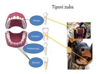 Tipovi zuba
Očnjaci
Kutnjaci
Pretkutnjaci
Sekutići
 