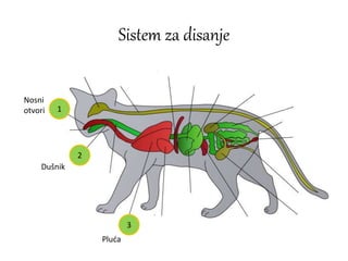 Sistem za disanje
1
2
3
Nosni
otvori
Dušnik
Pluća
 