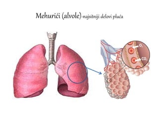 Mehurići (alvole)-najsitniji delovi pluća
 