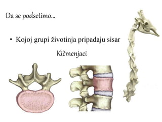 • Kojoj grupi životinja pripadaju sisari?
Da se podsetimo…
Kičmenjaci
 