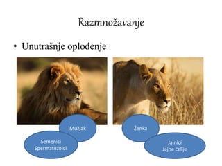 Razmnožavanje
• Unutrašnje oplođenje
Mužjak Ženka
Semenici
Spermatozoidi
Jajnici
Jajne ćelije
 