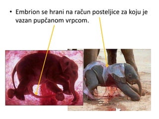 • Embrion se hrani na račun posteljice za koju je
vazan pupčanom vrpcom.
 