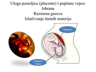 Uloga posteljice (placente) i pupčane vrpce:
Ishrana
Razmena gasova
Izlučivanje štetnih materija
Placenta
Pupčana
vrpca
 