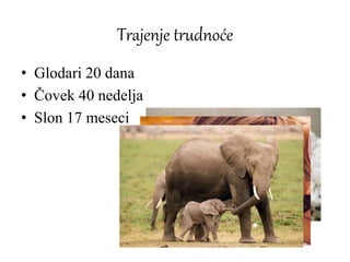 Trajenje trudnoće
• Glodari 20 dana
• Čovek 40 nedelja
• Slon 17 meseci
 