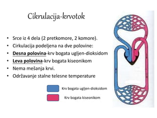 Cikrulacija-krvotok
• Srce iz 4 dela (2 pretkomore, 2 komore).
• Cirkulacija podeljena na dve polovine:
• Desna polovina-krv bogata ugljen-dioksidom
• Leva polovina-krv bogata kiseonikom
• Nema mešanja krvi.
• Održavanje stalne telesne temperature
Krv bogata ugljen-dioksidom
Krv bogata kiseonikom
 