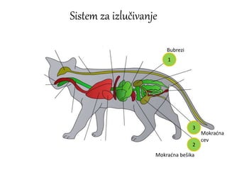 Sistem za izlučivanje
1
2
3
Bubrezi
Mokraćna bešika
Mokraćna
cev
 