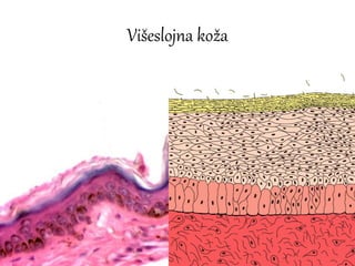 Višeslojna koža
 