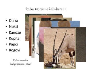 Rožne tvorevine kože-keratin
• Dlaka
• Nokti
• Kandže
• Kopita
• Papci
• Rogovi
Rožne tvorevine
kod gmizavaca i ptica?
 