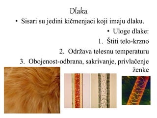 Dlaka
• Sisari su jedini kičmenjaci koji imaju dlaku.
• Uloge dlake:
1. Štiti telo-krzno
2. Održava telesnu temperaturu
3. Obojenost-odbrana, sakrivanje, privlačenje
ženke
 