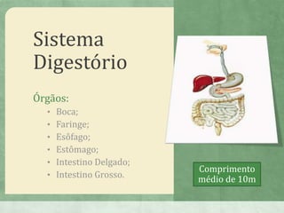 Sistema
Digestório
Órgãos:
• Boca;
• Faringe;
• Esôfago;
• Estômago;
• Intestino Delgado;
• Intestino Grosso.
Comprimento
médio de 10m
 
