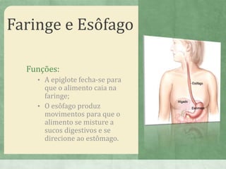 Faringe e Esôfago
Funções:
• A epiglote fecha-se para
que o alimento caia na
faringe;
• O esôfago produz
movimentos para que o
alimento se misture a
sucos digestivos e se
direcione ao estômago.
 