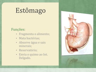 Estômago
Funções:
• Fragmenta o alimento;
• Mata bactérias;
• Absorve água e sais
minerais;
• Reservatório;
• Envia o quimo ao Int.
Delgado.
 