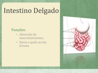 Intestino Delgado
Funções:
• Absorção de
macronutrientes;
• Envia o quilo ao Int.
Grosso.
 